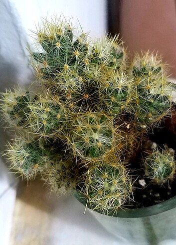  Beden Renk Mammillaria prolifera 
