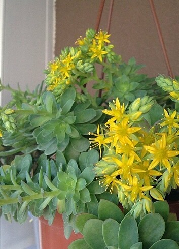 Sedum palmeri sarkan rozet sukulent