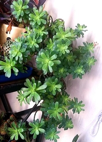 Beden Sedum palmeri sarkan rozet sukulent