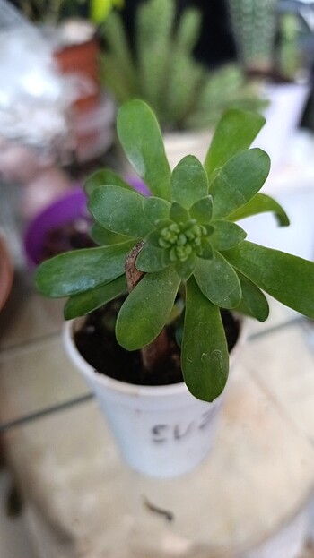 Sedum sukulent tomurcuklu