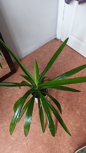 Beden Yucca salon bıtkısı