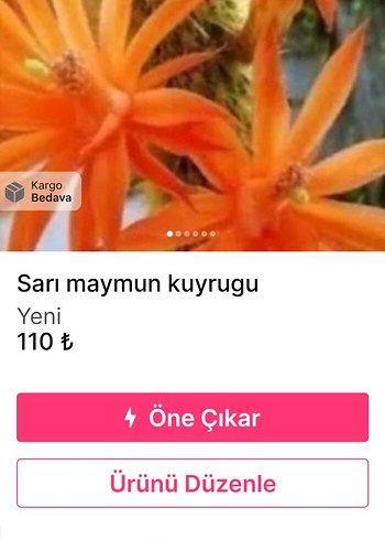  kaktüs