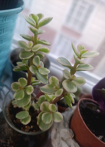 Portulacaria Afra Variegata