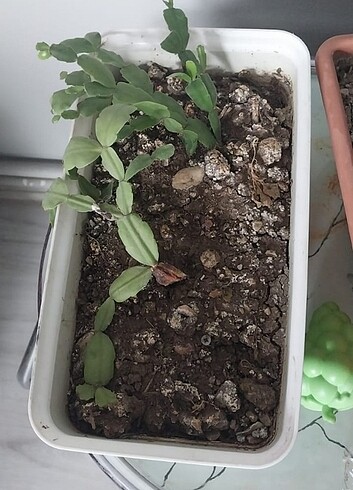 Beden Saksı ve kaktüs 