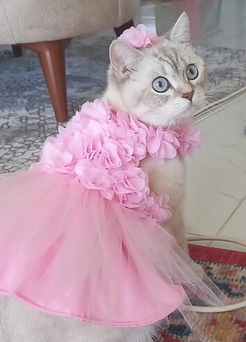 kedi ve köpek pembe prenses elbisesi