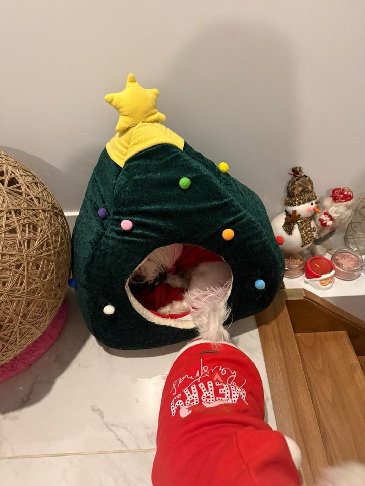 Renkli Yıldızlı Kedi Yatağı - Görsel 2