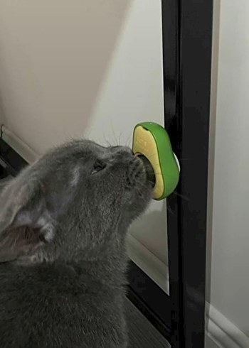 Avokado catnip avokado kedi otu topu avokado kedi nanesi oyuncak - Görsel 5