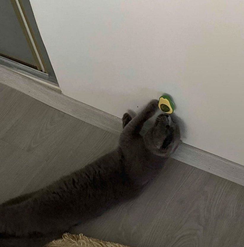 Avokado catnip avokado kedi otu topu avokado kedi nanesi oyuncak - Görsel 4
