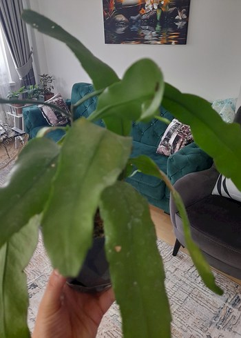  Beden gecenin kraliçesi kaktüsü