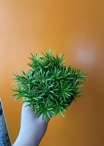 Gri Yüz Figürlü Saksı - Görsel 2