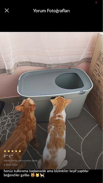Kedi tuvaleti