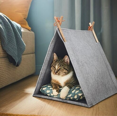 Kedi evi