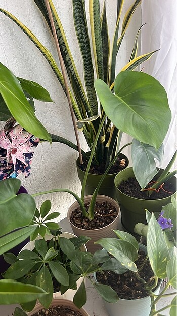 Monstera