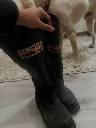 38 Beden harley davidson bot