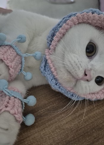 kedi patiği - Görsel 2