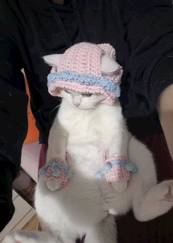 kedi patiği - Görsel 3