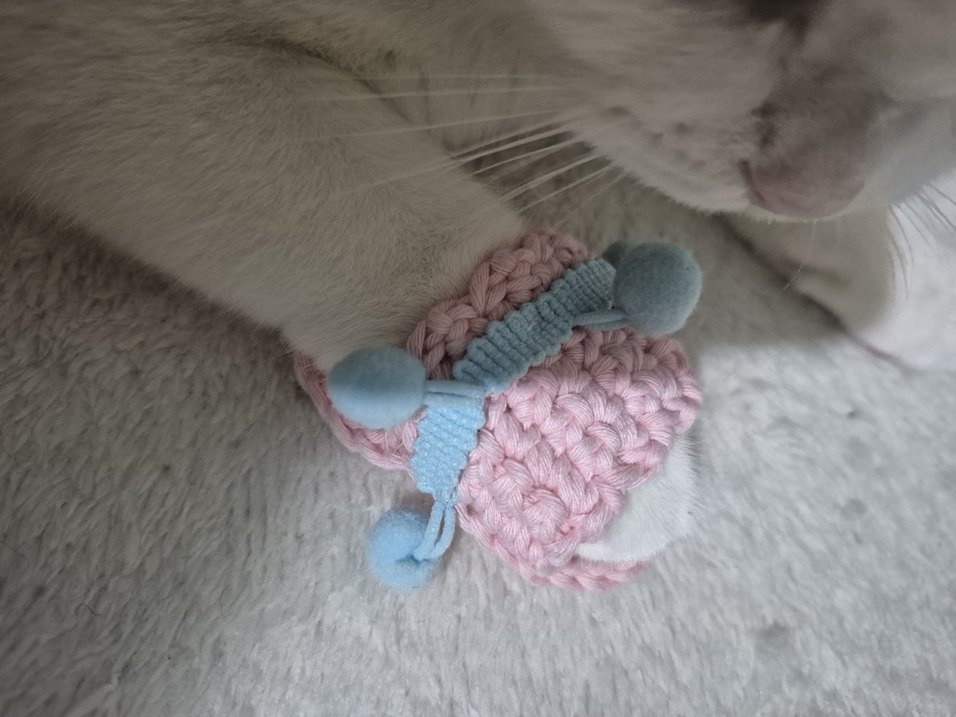 kedi patiği - Görsel 4