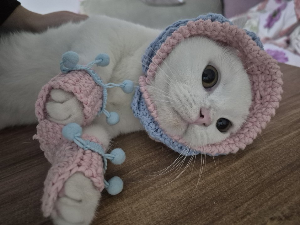 kedi patiği - Görsel 2