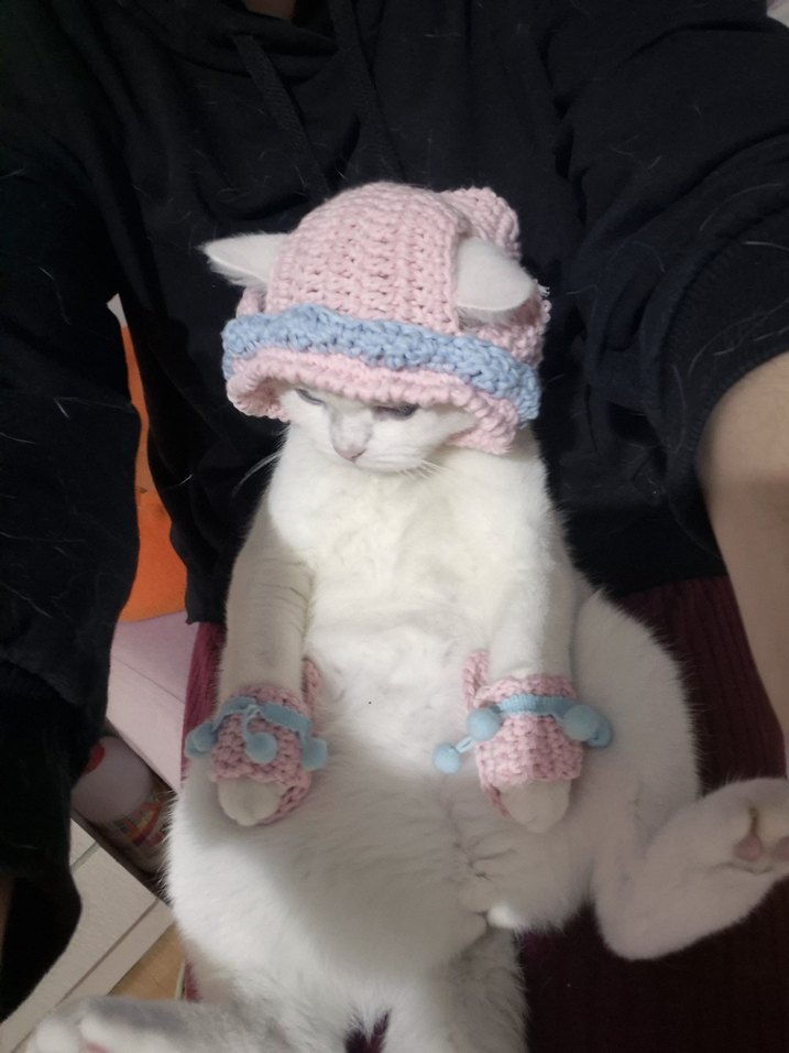 kedi patiği - Görsel 3