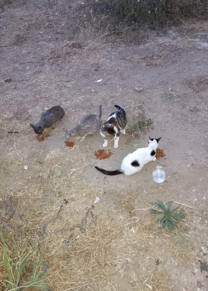 Joker mama - Görsel 2