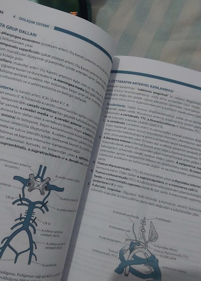 İNSAN ANATOMİSİ  - Görsel 2