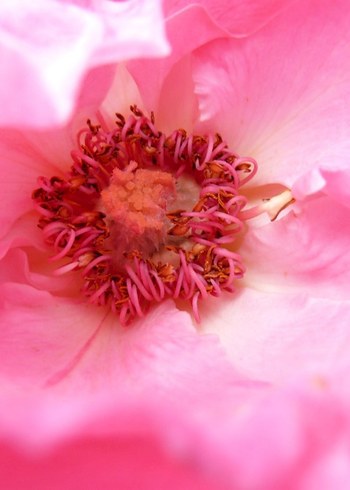 Panasonic Lumix DMC-FZ50 fotoğraf makinesi - Görsel 10