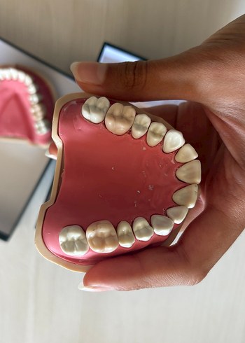 Beden Renk Alt ve Üst Diş Modeli Seti fuji 28lik çene
