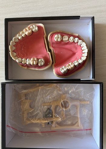 Alt ve Üst Diş Modeli Seti fuji 28lik çene