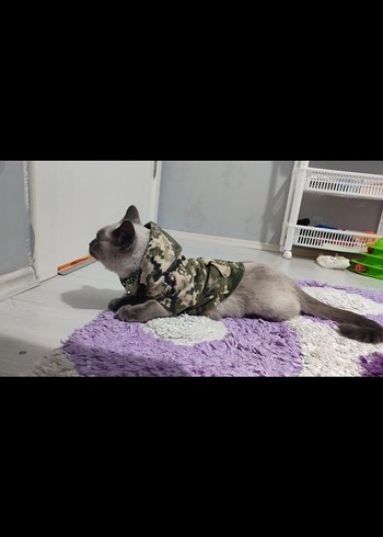 Kamuflaj Desenli Kedi Köpek Kıyafeti - Görsel 5