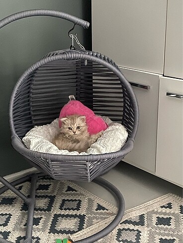 Kedi salıncağı