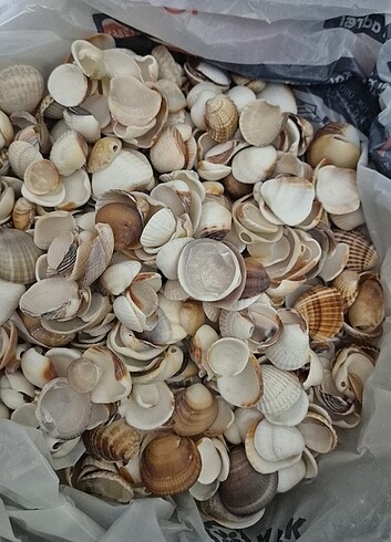 Deniz kabuğu 1 kg - Görsel 3