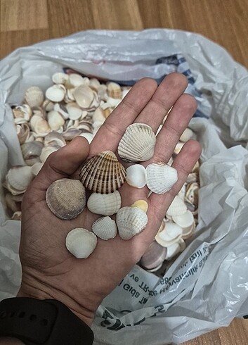 Deniz kabuğu 1 kg - Görsel 2