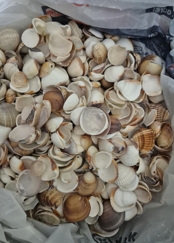 Deniz kabuğu 1 kg - Görsel 3