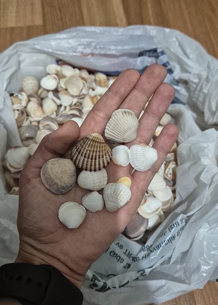 Deniz kabuğu 1 kg - Görsel 2