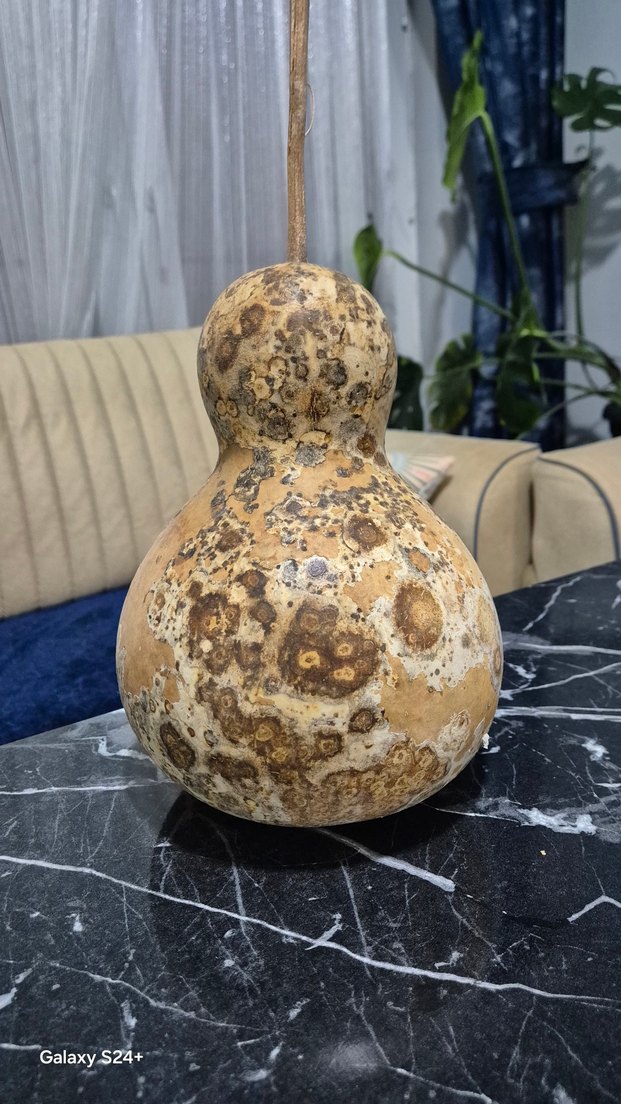 Bej Renkli Kuru Kabak Figürin - Görsel 2