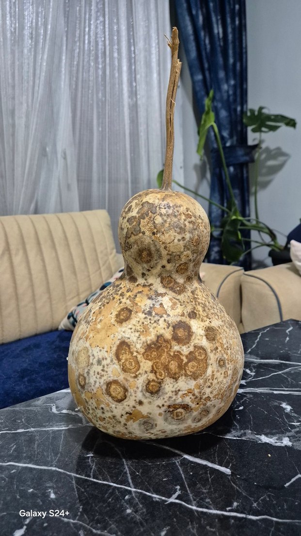 Bej Renkli Kuru Kabak Figürin - Görsel 3