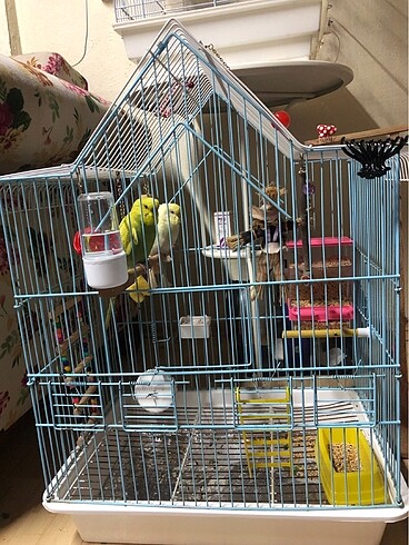 Papağan ve muhabbet kuşu kafesi
