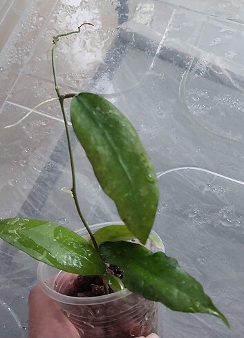 Hoya padangensis 