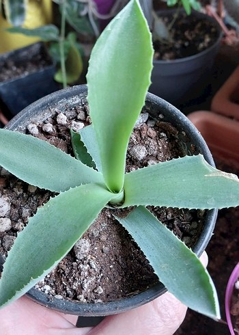 Agave parryi truncata