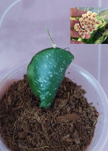 hoya set