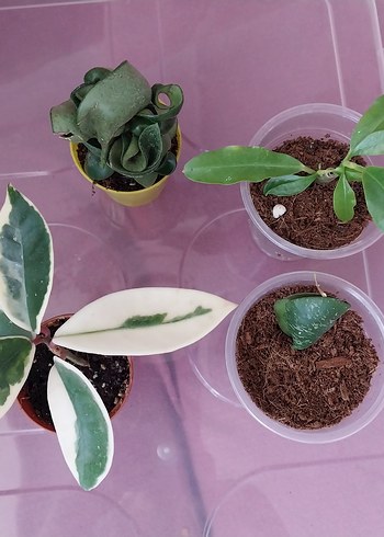 hoya set