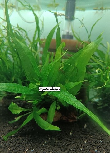 Microsorium Pteropus Java Fern 4-6 Yaprak Canlı Bitki