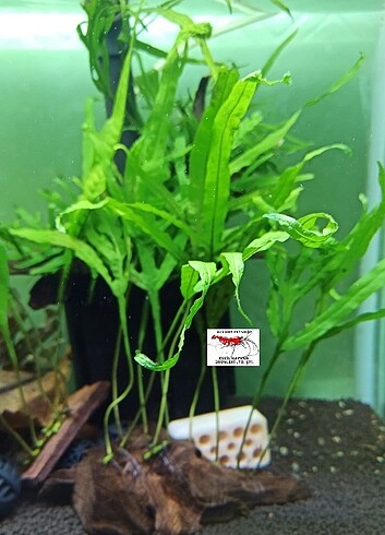 Microsorum Pteropus Trident Fern 4-6 Yaprak Canlı Bitki