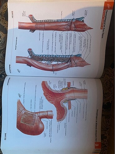 netter anatomi atlasi - Görsel 2
