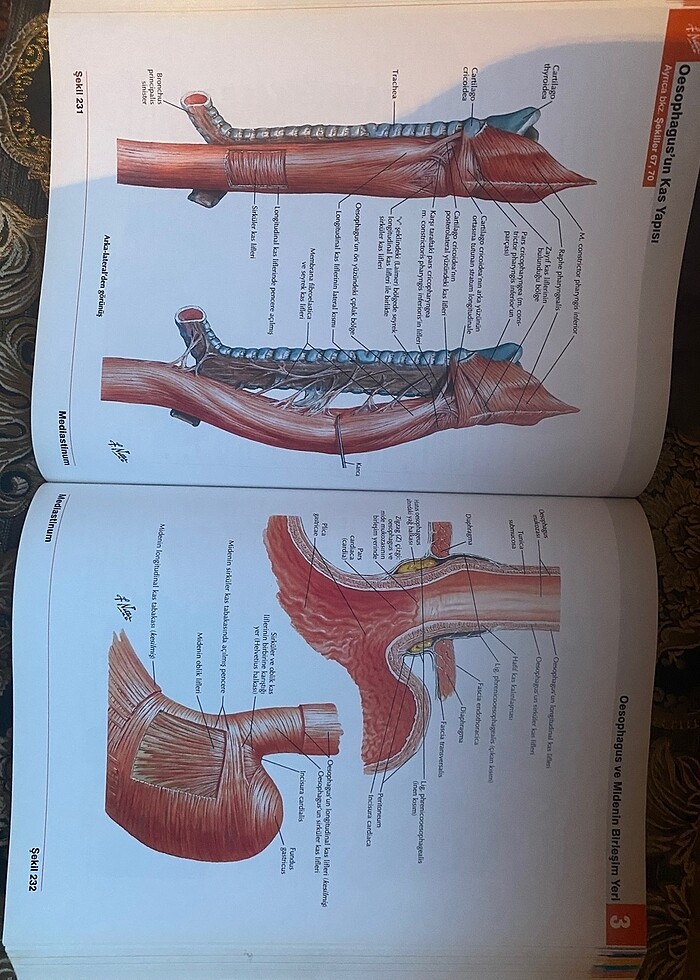 netter anatomi atlasi - Görsel 2