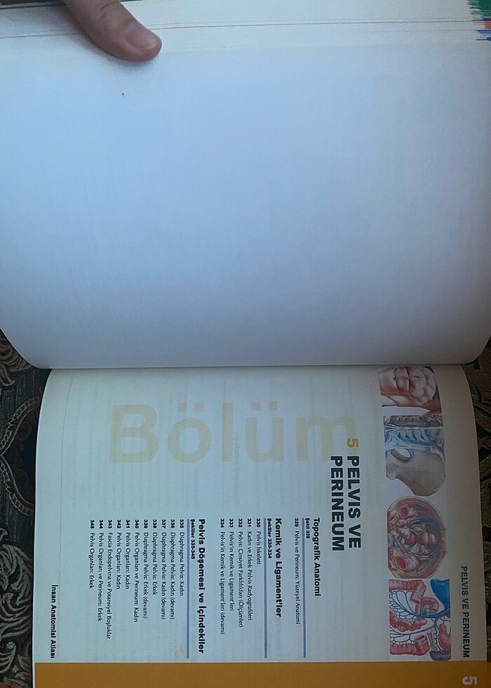 netter anatomi atlasi - Görsel 4