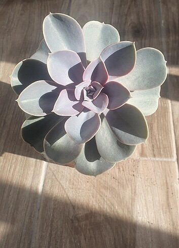 Echeveria perle 