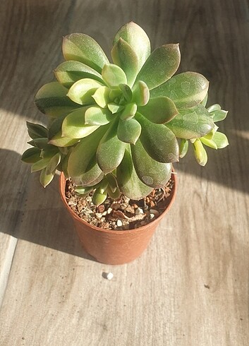 Minibelle variegated, aşkın gözyaşı vd. Canlı bitki