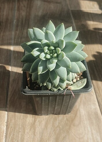 Echeveria estrella canlı bitki sukulent 