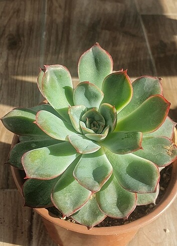Echeveria puludonis / hercules . Sukulent canlı bitki 